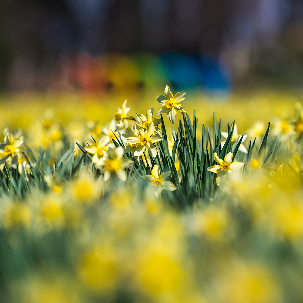 Narcisi nel parco di Villa Manin