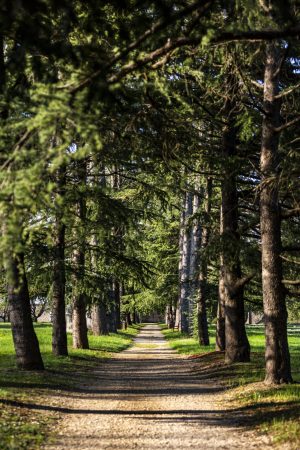 Viale dei Cedri Villa Manin